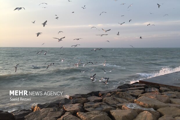 Bushehr coastal areas hosting migratory birds 