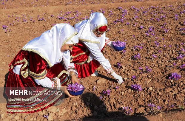 برداشت زعفران از مزارع تربت حیدریه