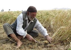 ۹۴ درصد مطالبات سویاکاران گلستانی پرداخت شد