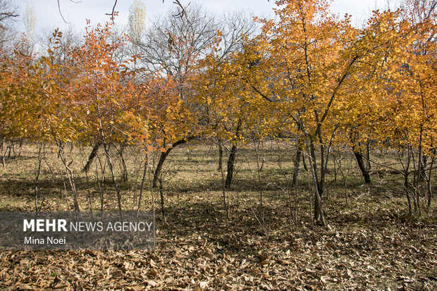 طبیعت زیبای پاییزیی روستاهای تسوج