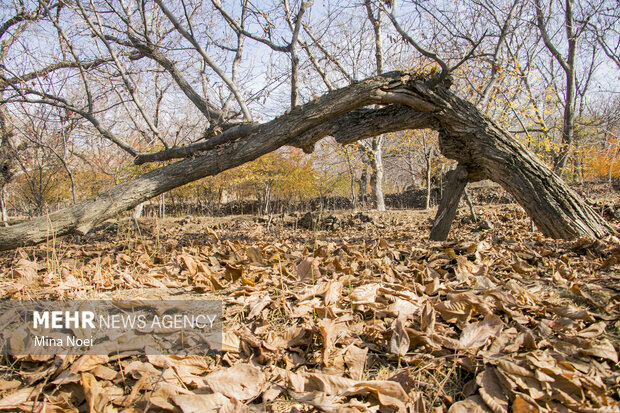 طبیعت زیبای پاییزیی روستاهای تسوج