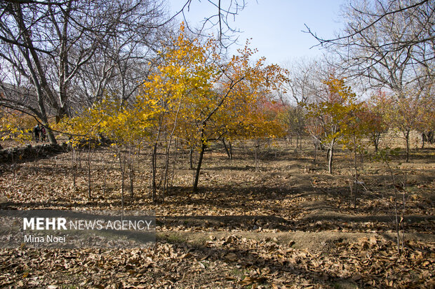 طبیعت زیبای پاییزیی روستاهای تسوج