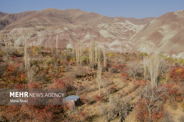 طبیعت زیبای پاییزیی روستاهای تسوج