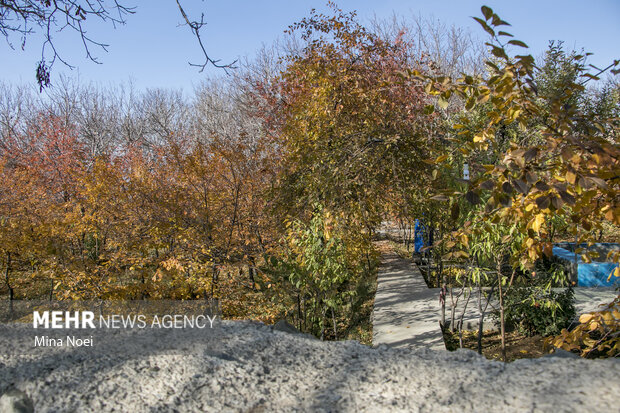 Autumn beauties in Tesuj in northwest Iran