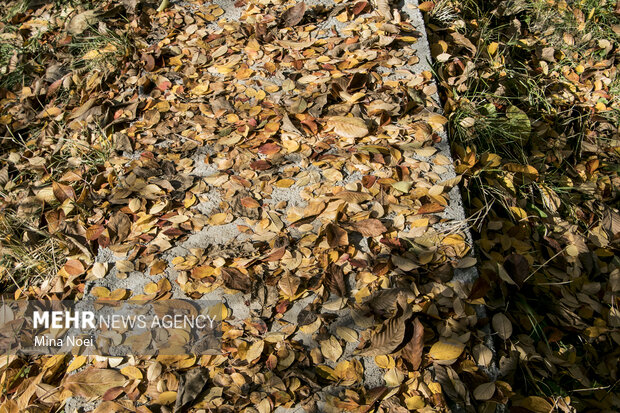 Autumn beauties in Tesuj in northwest Iran