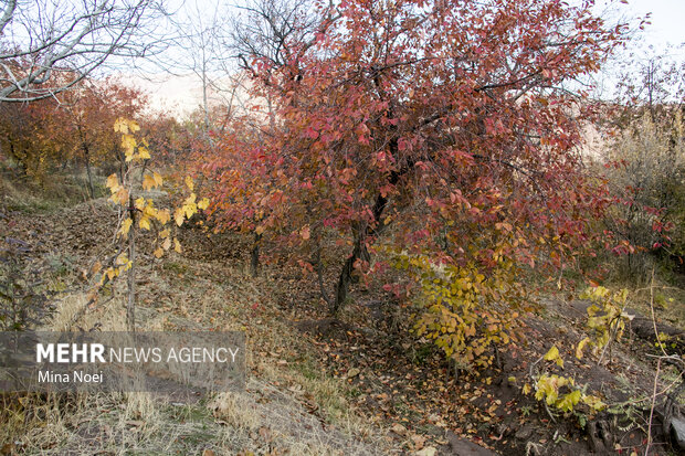 طبیعت زیبای پاییزی روستاهای تسوج