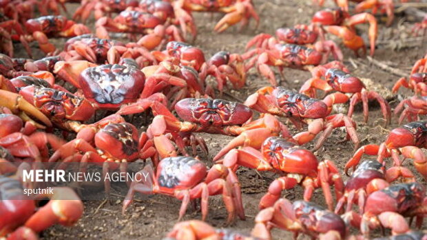 مهاجرت خرچنگ ها در استرالیا