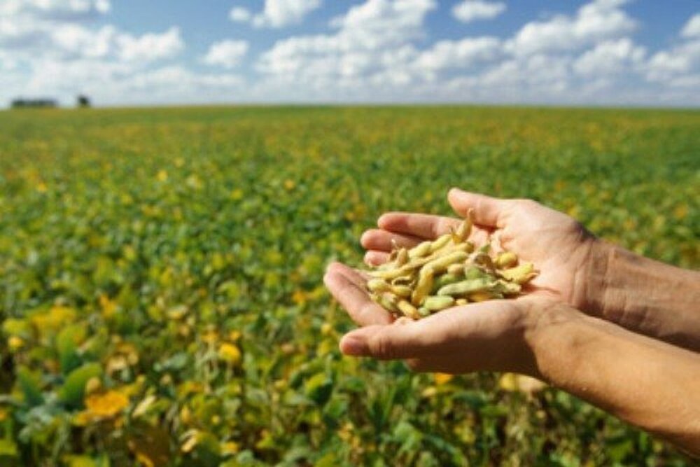 تولید بیش از ۱۸ هزار تن دانه روغنی سویا در اردبیل