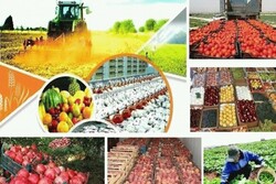 آذربایجان غربی پایانه صادرات کشاورزی ندارد/ الگوی کشت تغییر کند