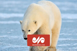 شهر خرس‌های قطبی در کانادا
