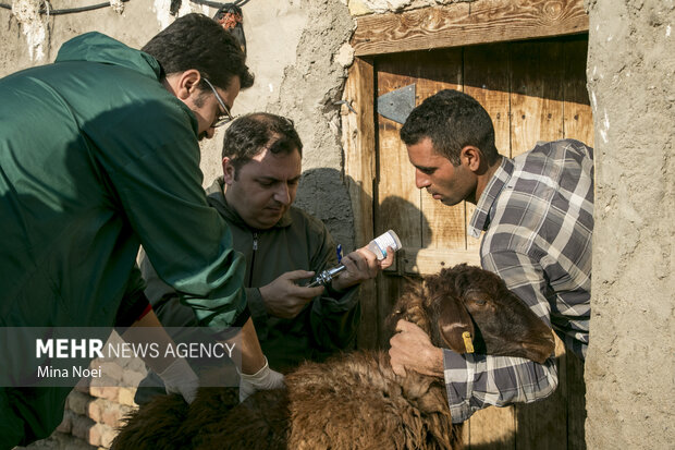 اردوی جهادی دامپزشکی گروه شهید حاج قاسم سلیمانی