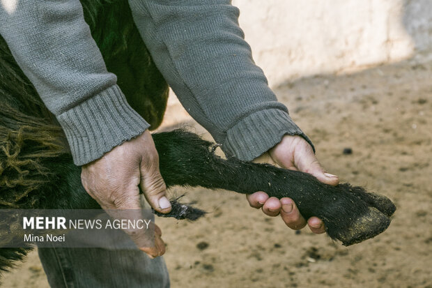 اردوی جهادی دامپزشکی گروه شهید حاج قاسم سلیمانی