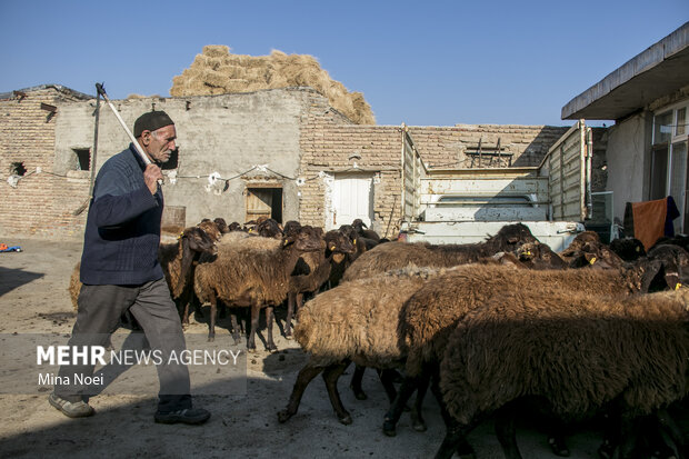اردوی جهادی دامپزشکی گروه شهید حاج قاسم سلیمانی