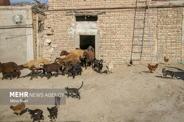 اردوی جهادی دامپزشکی گروه شهید حاج قاسم سلیمانی