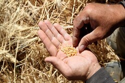مسؤول سوري يحذر المزارعين من خطورة بذار القمح التي توزعها القوات الأمريكية بسوريا