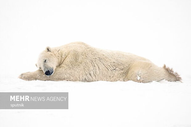 تصاویری جالب و خنده‌دار از شادی خرس‌های قطبی در چرچیل کانادا