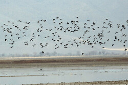 تالاب‌های اردبیل عاری از آنفلوانزای فوق حاد پرندگان مهاجر است