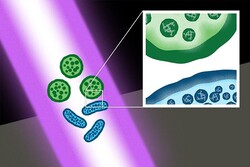 نابودی میکروب‌های خطرناک با پالس های لیزری بی ضرر