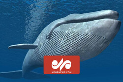 گیر افتادن نهنگ در سواحل شیلی