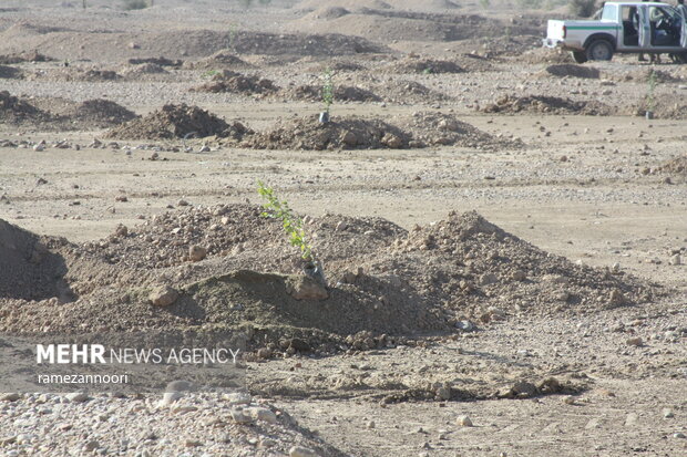 درختکاری به نیابت از ۳ هزار شهید استان ایلام