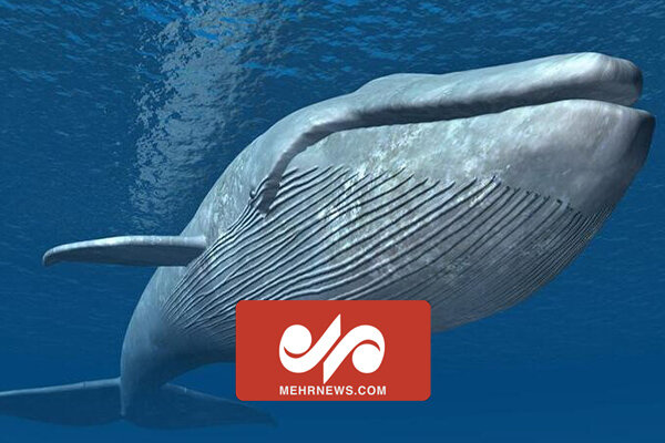 گیر افتادن نهنگ در سواحل شیلی