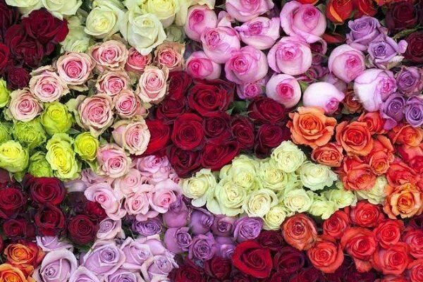 صادرات ۱۲ میلیون اصله درخت و درختچه زینتی از گیلان صادرات ۱۲ میلیون اصله درخت و درختچه زینتی از گیلان