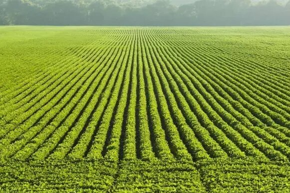 «تفکیک اراضی» آفت کشاورزی گلستان/مانایی زراعت در گرو یکپارچگی است