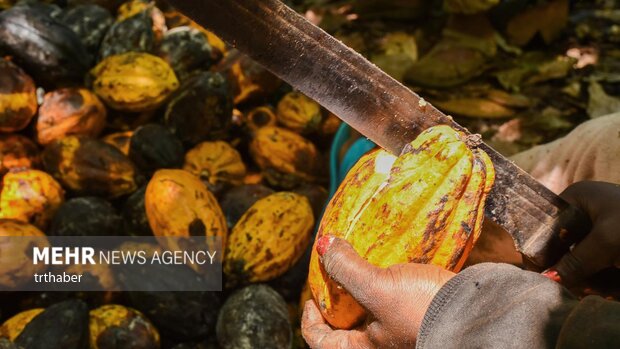 برداشت کاکائو در کامرون