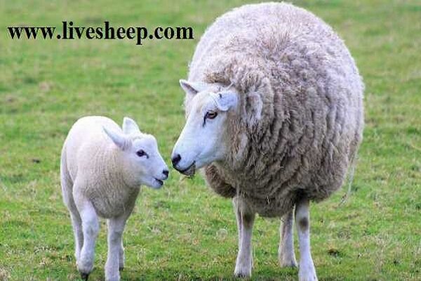 آیا می‌دانستید خرید گوسفند زنده از خرید گوشت ارزان‌تر است؟