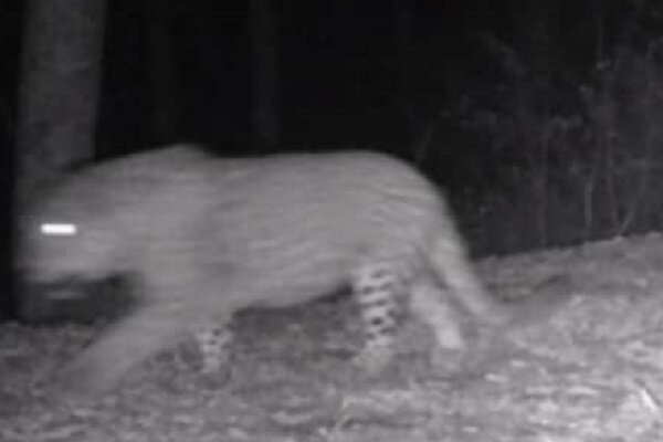 تصاویر کم نظیر از حیات وحش منطقه دیلمان و درفک در رودبار تصاویر کم نظیر از حیات وحش منطقه دیلمان و درفک در رودبار