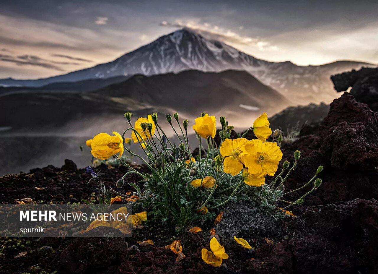 برندگان مسابقه عکاسی مطبوعات جهانی 2021