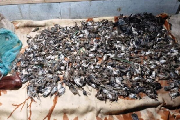 متخلفان کشتار پرندگان ایلامی در شوش دستگیر و شناسایی شدند