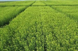 مزارع قزوین پتانسیل مستعدی برای کشت گیاهان جدید زراعی دارد