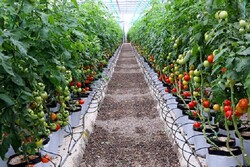 ۴۲ هکتار گلخانه در شهرستان شهرکرد در حال ساخت است