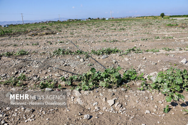 خسارت سیل در استان بوشهر/ از راه و برق تا نابودی محصول کشاورزان