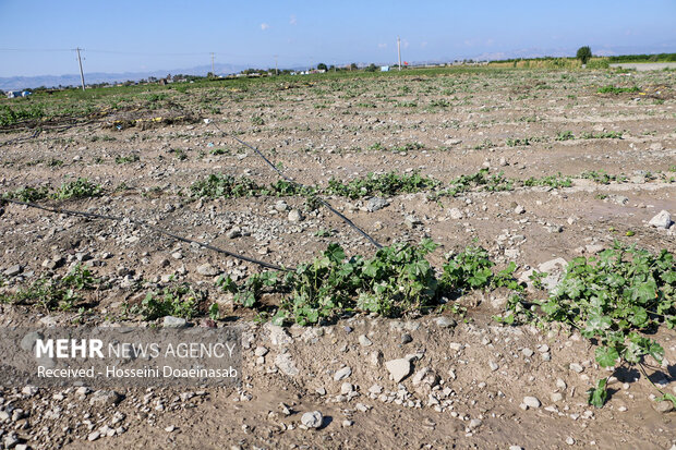 خسارت سیل در استان <a href='https://sayeb.ir/tag/%d8%a8%d9%88%d8%b4%d9%87%d8%b1'>بوشهر</a>/ از راه و برق تا نابودی محصول کشاورزان