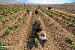 اشتغالزایی و کارآفرینی در روستاها با کاشت گیاهان دارویی
