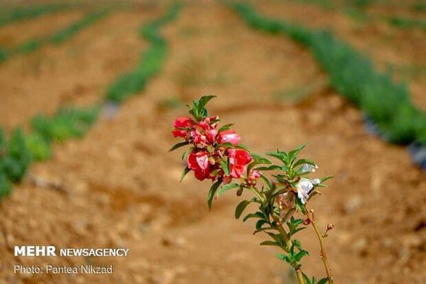 تولید ۷۰۰ تن انواع گیاهان دارویی در مزارع کشاورزی قزوین