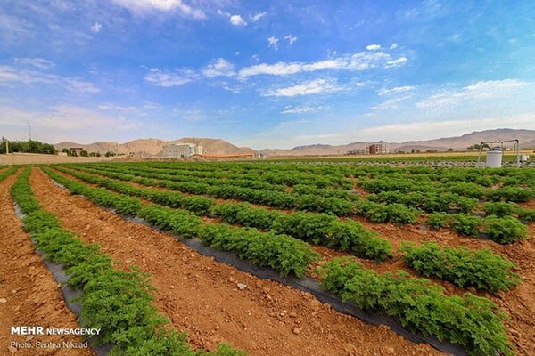 توسعه کشت گیاهان دارویی در سطحی بالغ بر ۴۰ هزار هکتار در سالجاری