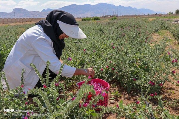  ۳۵۰۰ هکتار از مراتع  استان سمنان زیر کشت گیاهان دارویی رفت 