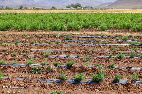 اشتغال زایی و کارآفرینی در روستاها با کاشت گیاهان دارویی
