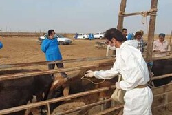 ۳۰۰ هزار راس دام در بوشهر واکسینه شد/نظارت بر صادرات ۲۸۰۰ تن آبزی
