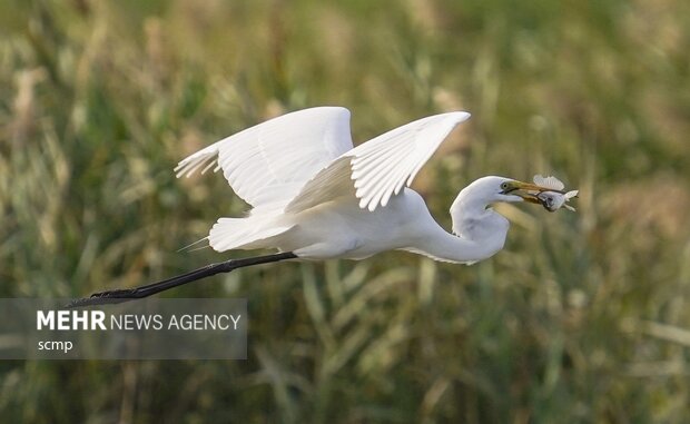 VIDEO: Shahr-e pir lake hosting migratory birds