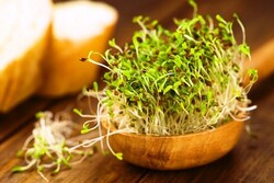 How to grow alfalfa microgreens at home