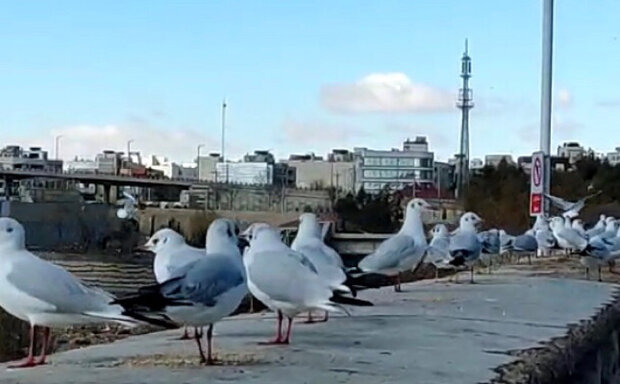 پرندگان مهاجر به شیراز آمدند