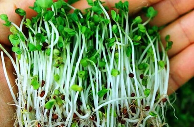 How to grow alfalfa microgreens at home