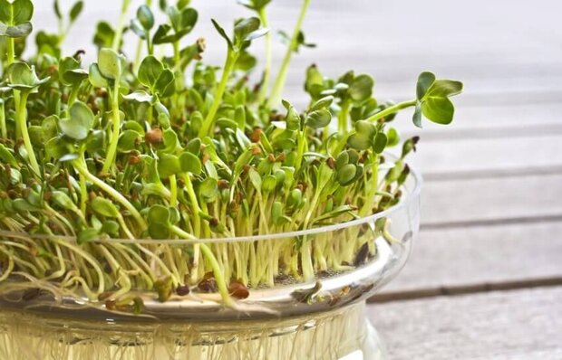 How to grow alfalfa microgreens at home