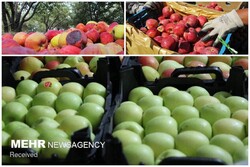زمینه صادرات سیب از آذربایجان غربی تسهیل شود