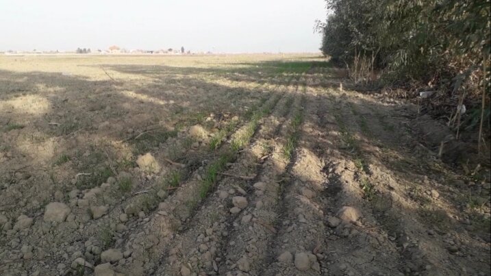 تازیانه خشکسالی بر پیکر نحیف کشاورزی/ بی آبی نفس زراعت را گرفت