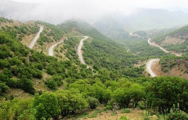مرگ تدریجی جنگل‌های بلوط در کرمانشاه